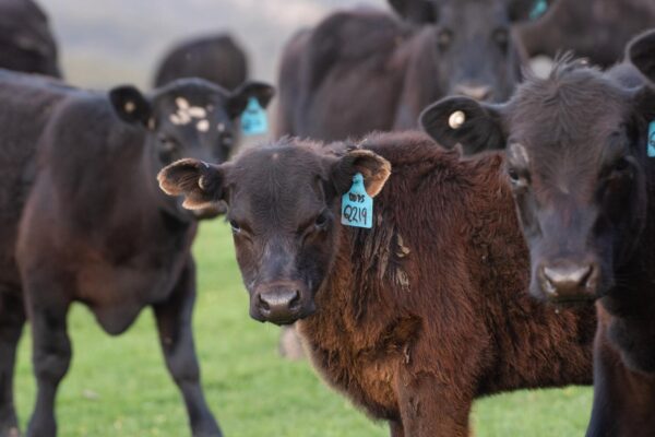 a herd of cattle with blue tags on their ears