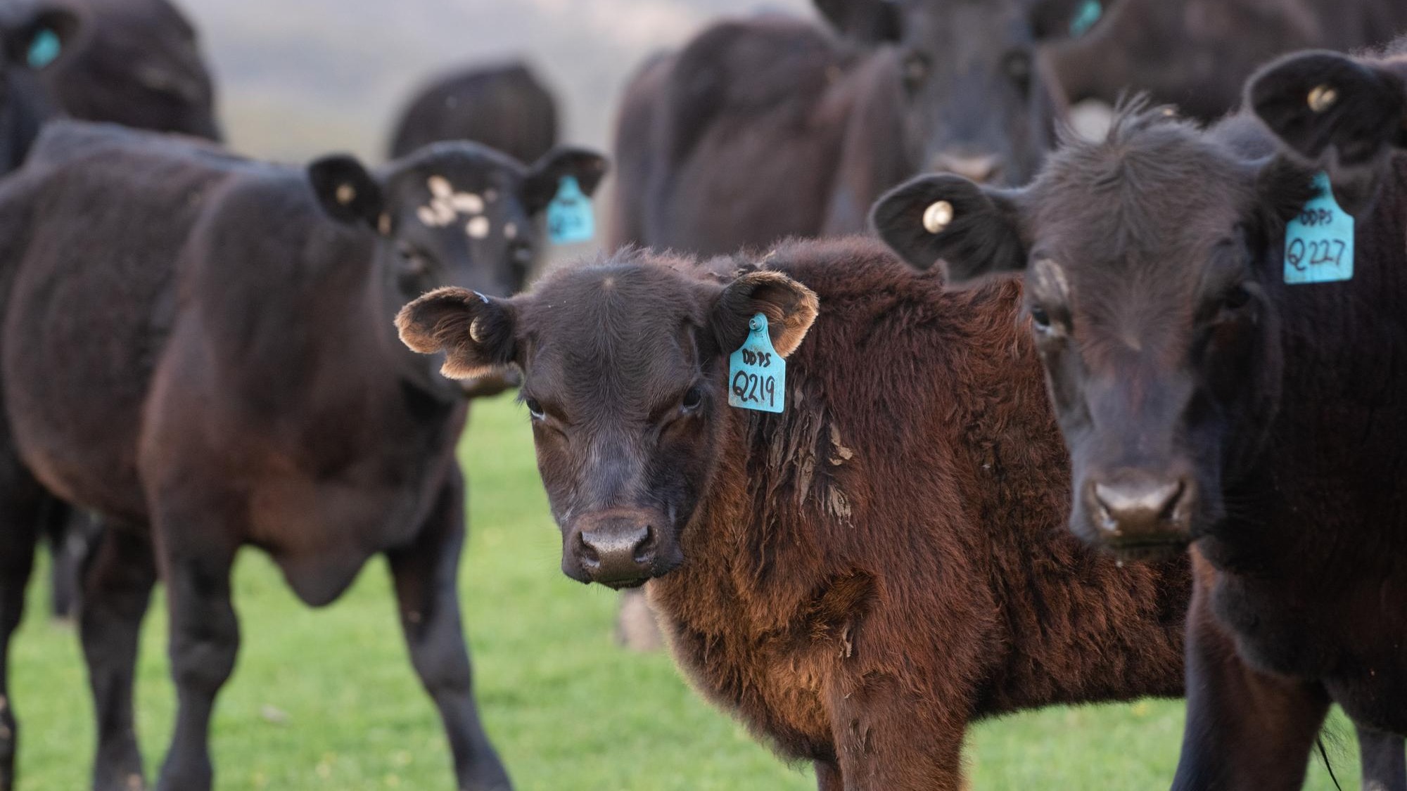 a herd of cattle with blue tags on their ears