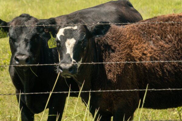 a couple of cows that are standing in the grass