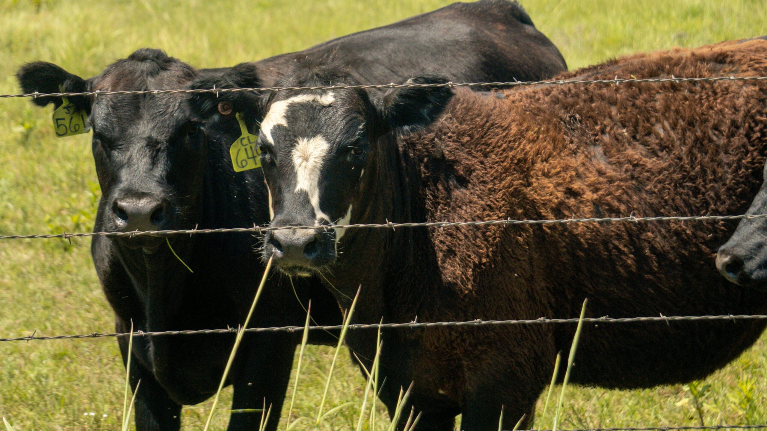 a couple of cows that are standing in the grass