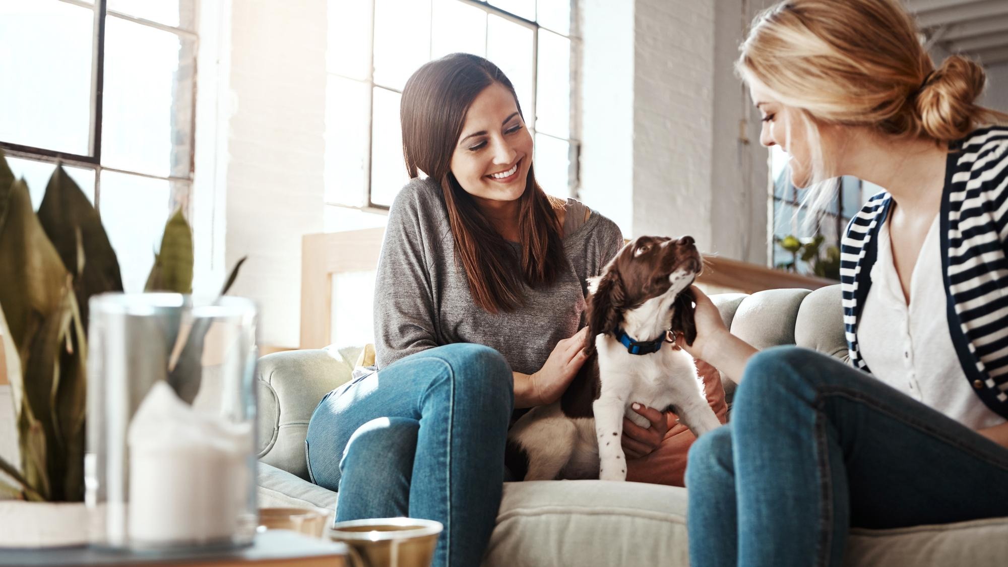 Women relax pet care and dog on sofa in living room for calm peace and quality time with pets Puppy lifestyle happiness and animal care in home with female owners for love or support on couch