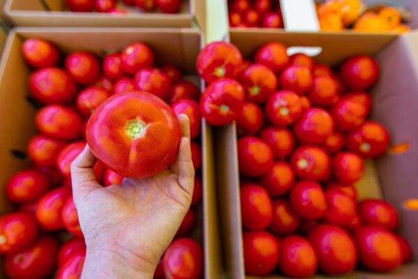Person holding fruits in container
