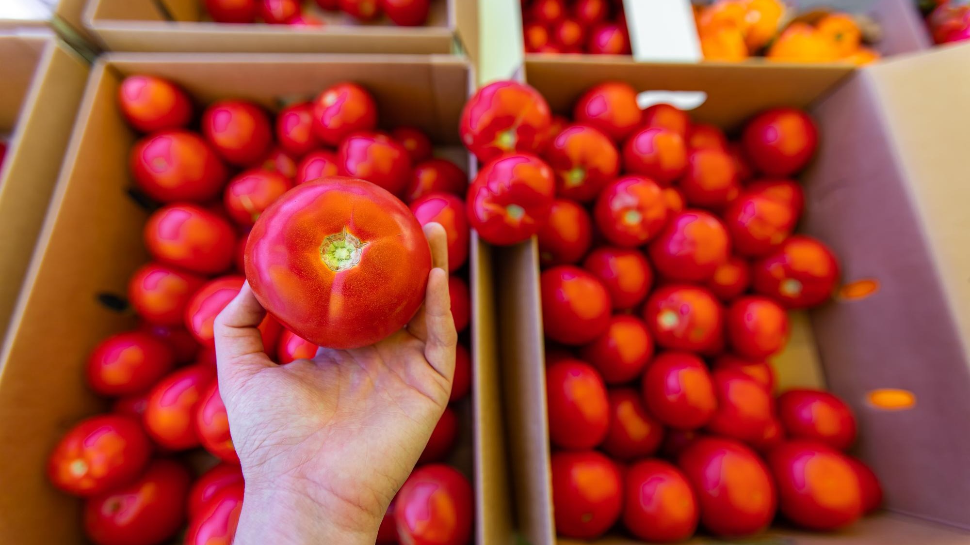 Person holding fruits in container