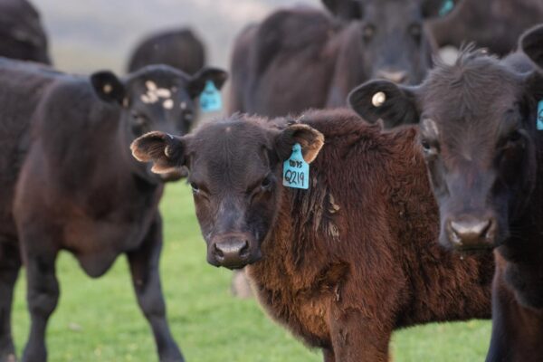 a herd of cattle with blue tags on their ears