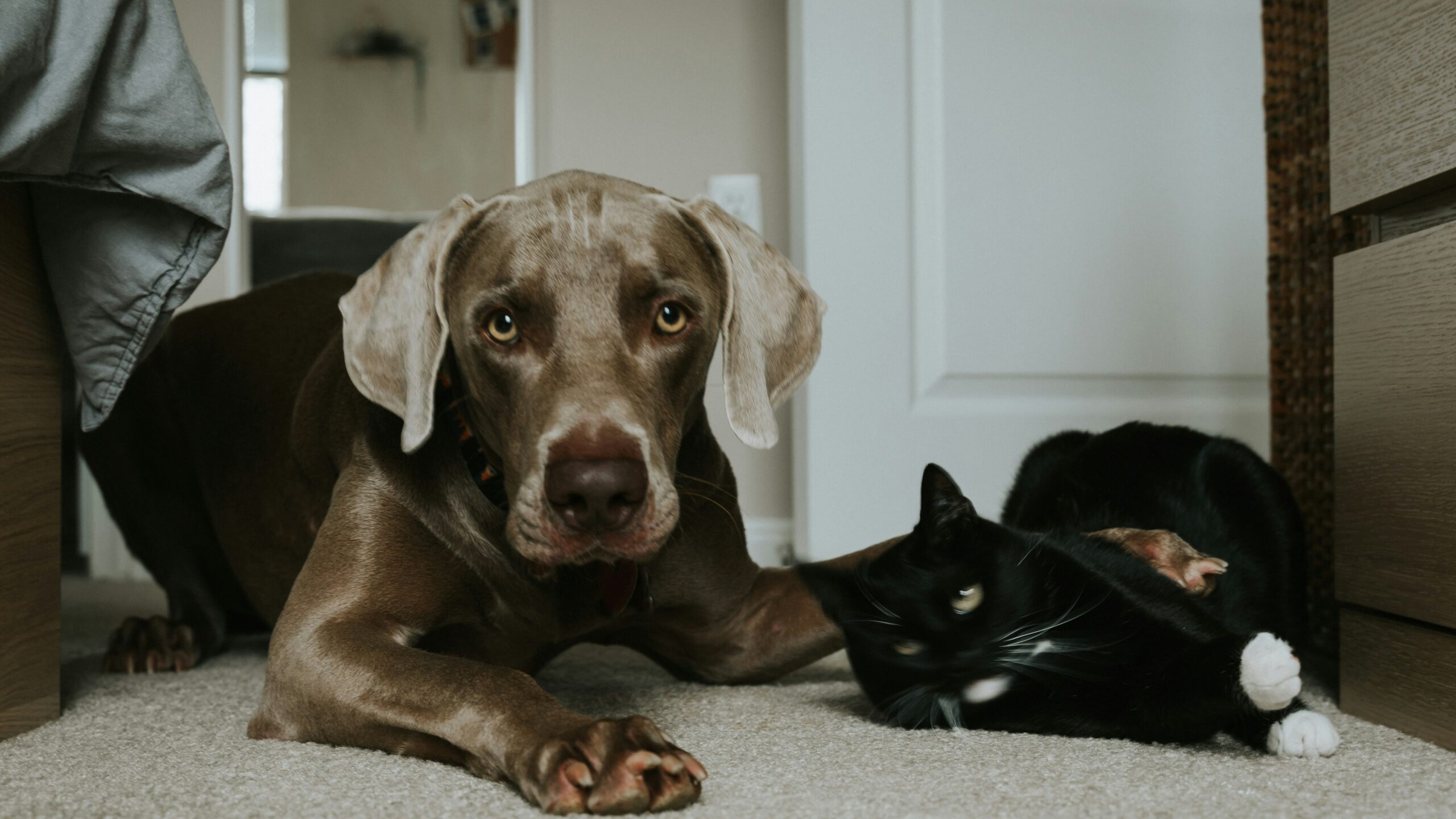 gray short coated dog lying on floor