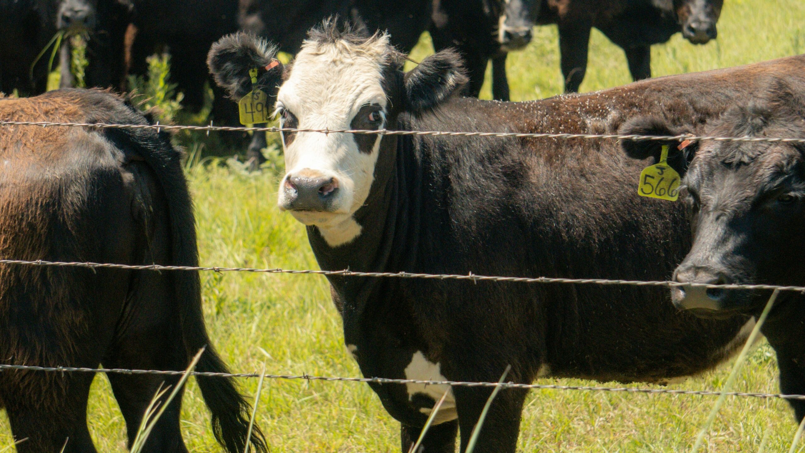 a herd of cattle standing on top of a lush green field