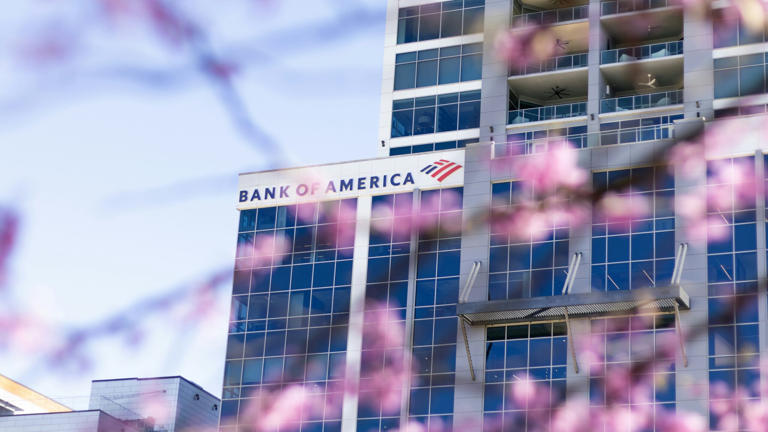 Bank of america building seen through pink blossoms