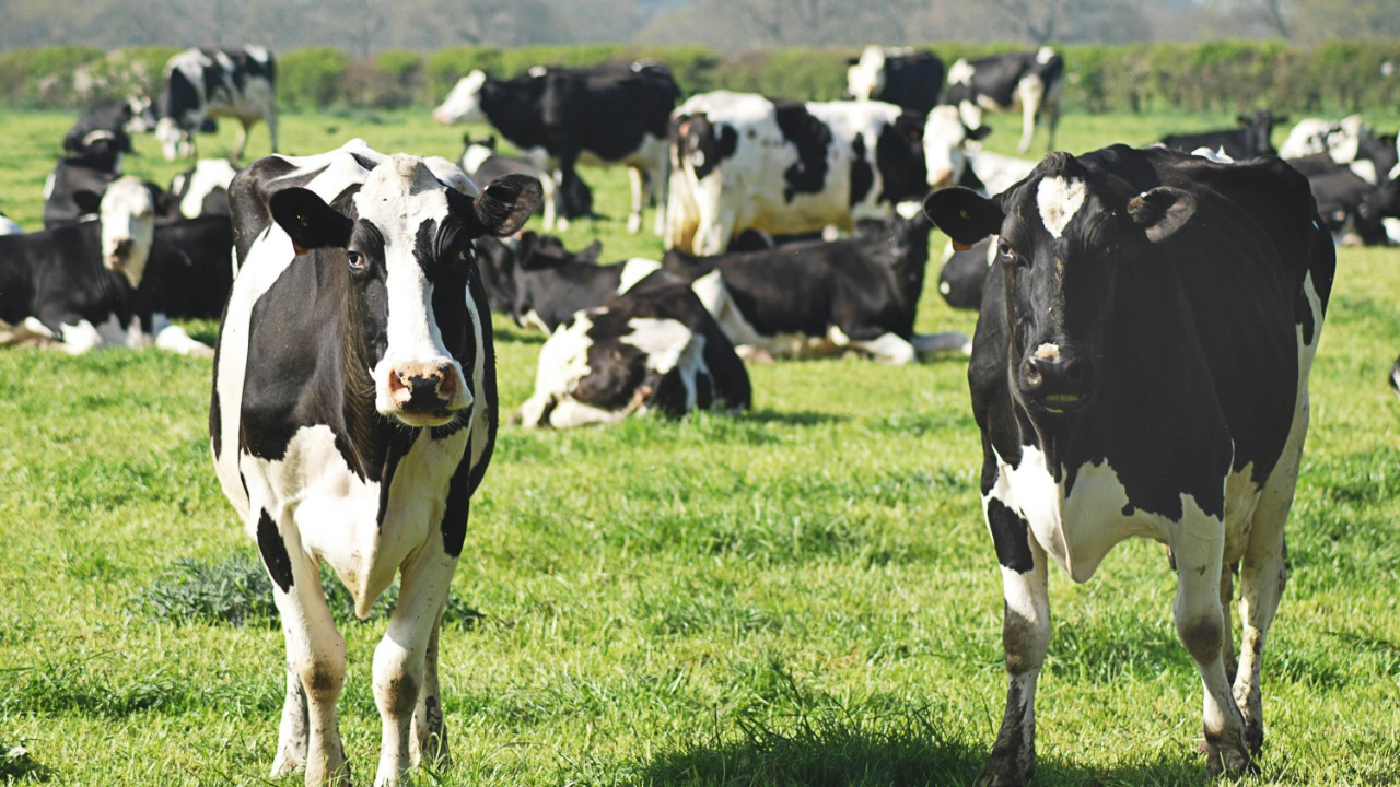 black and white cow on green grass field during daytime