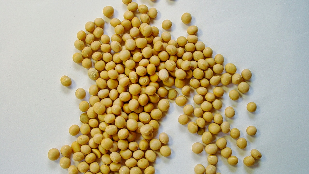 yellow beans on white surface