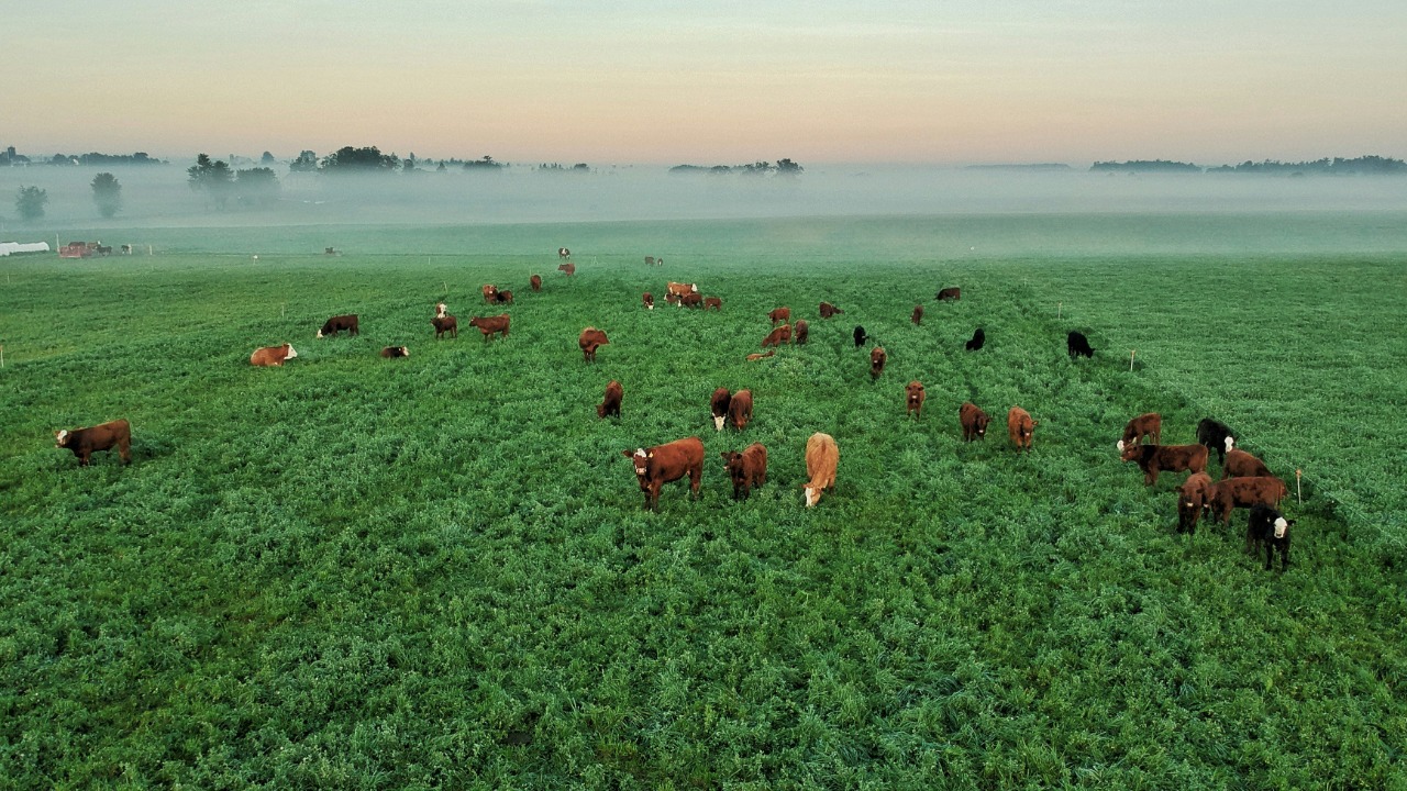a large group of cows grazing in a field
