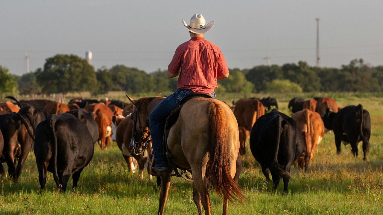 A man riding on the back of a horse next to a herd of cattle