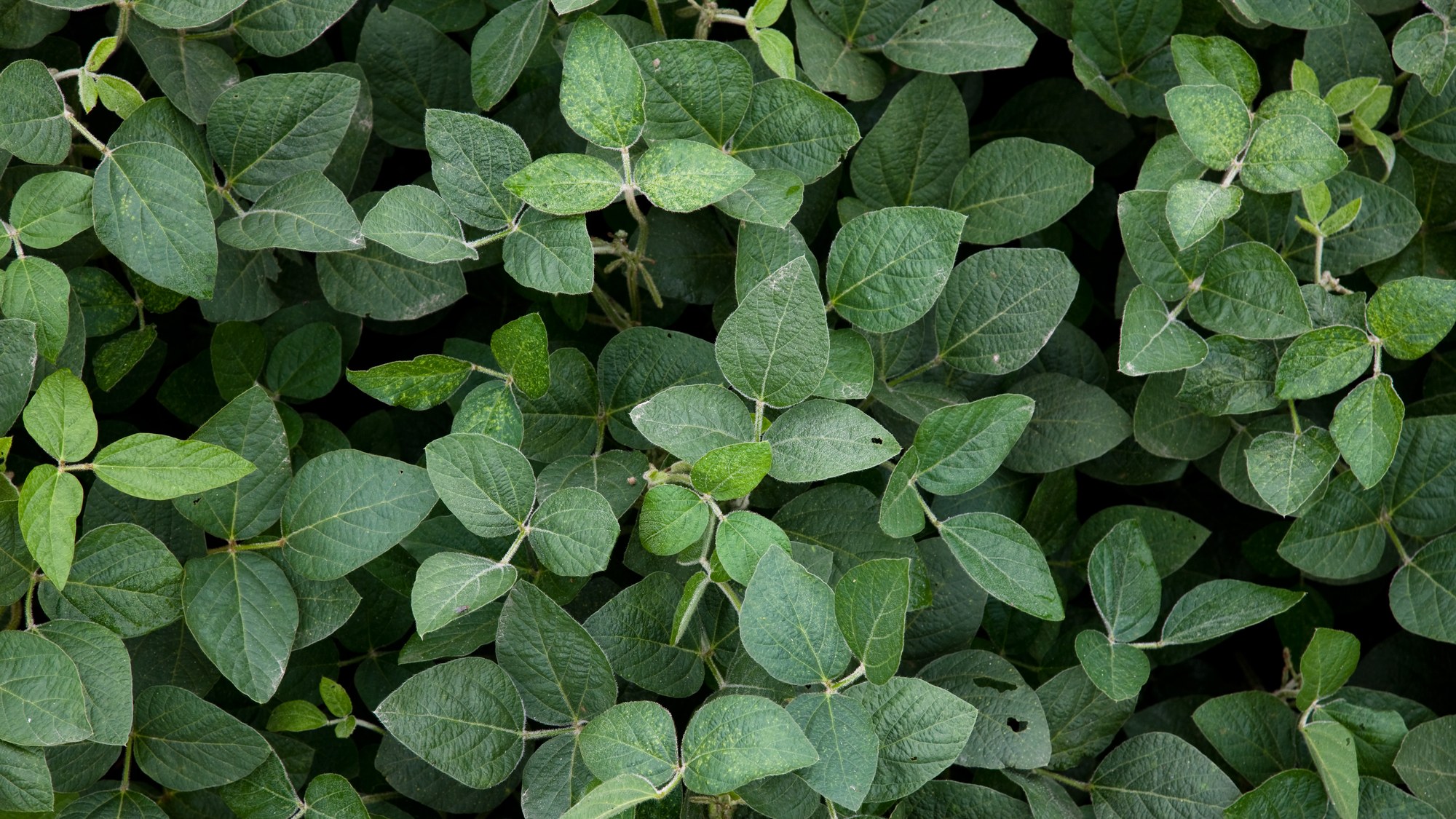 Image Credit: United Soybean Board - CC BY 2.0/Wiki Commons