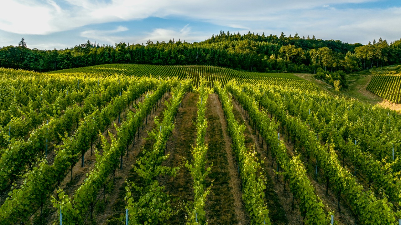 a large field of green plants under a blue sky