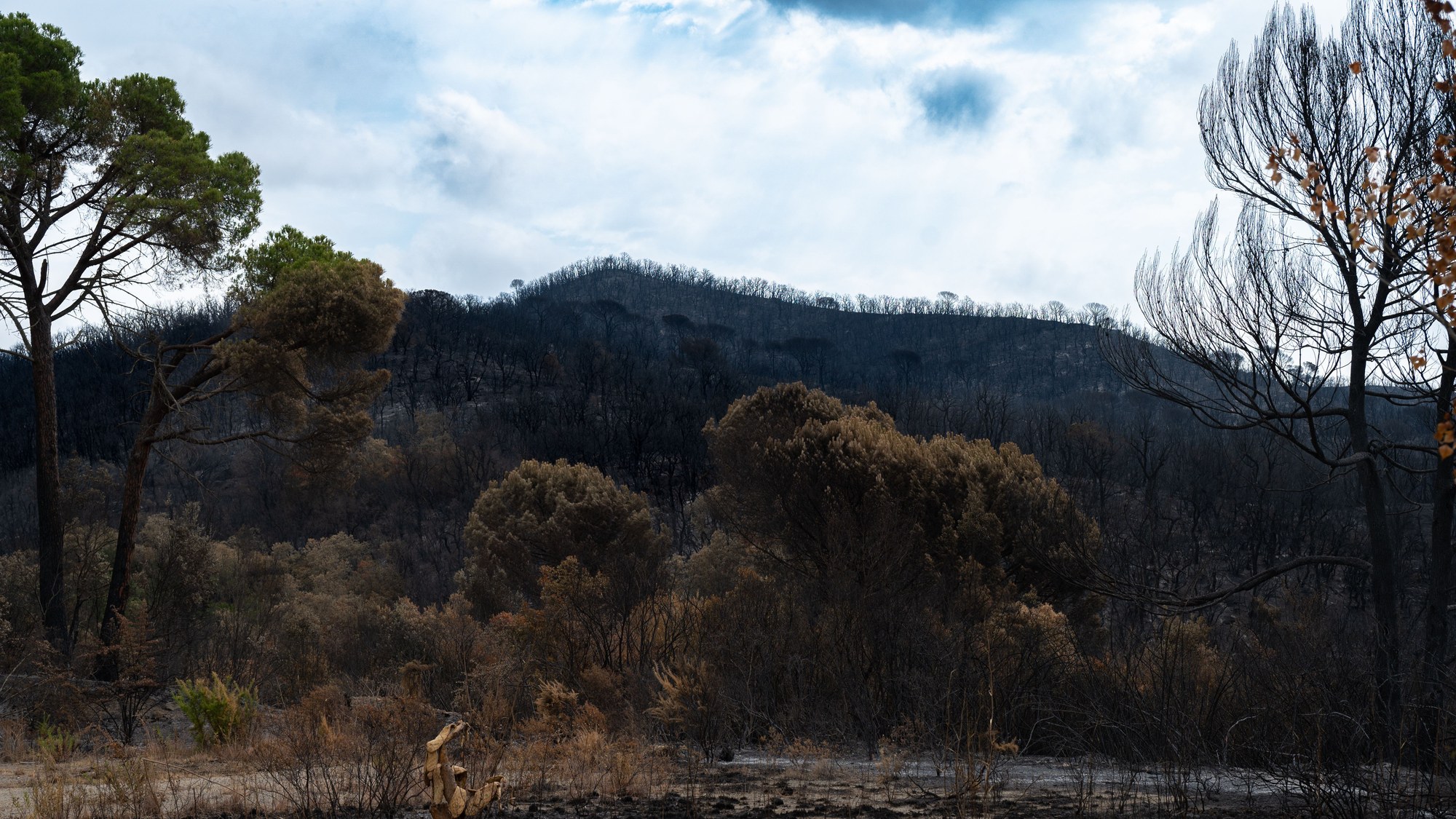 Image Credit: Christian Palau/Pexels