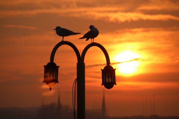 Lamppost