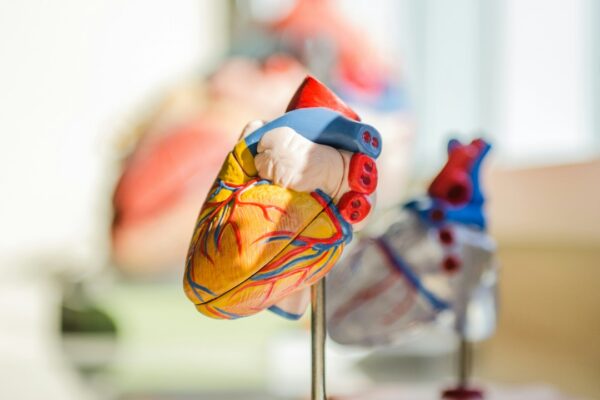 An anatomical heart model with blue and red vessels on a metal stand