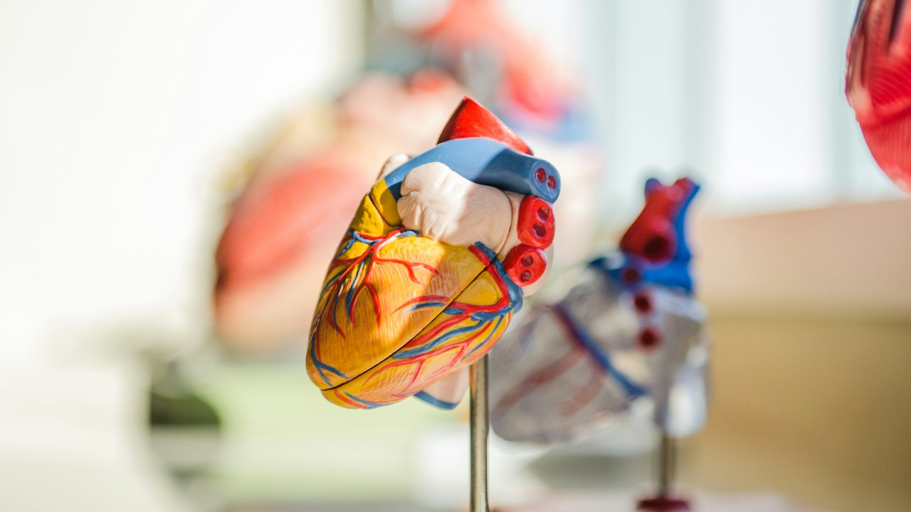 An anatomical heart model with blue and red vessels on a metal stand